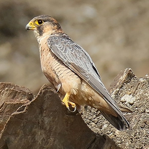 Barbary Falcon